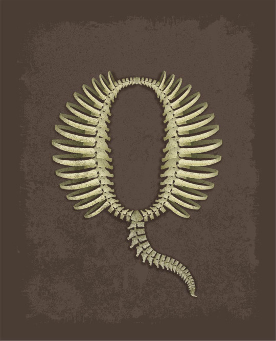 personal, illustration, letters, Q, bones, fossil