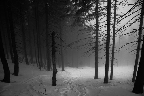 SOLITUDE #trees #winter