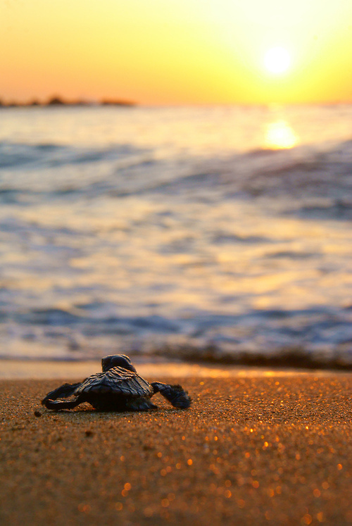 An image on imgfave #turtle #sunset #courage