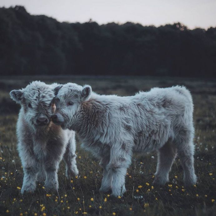 Dreamlike Animals Portrait Photography by Remo Jacobs