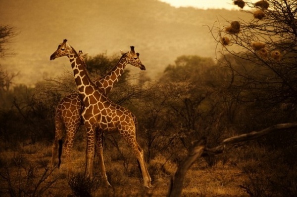 Kenya by Diego Arroyo #inspiration #photography #travel