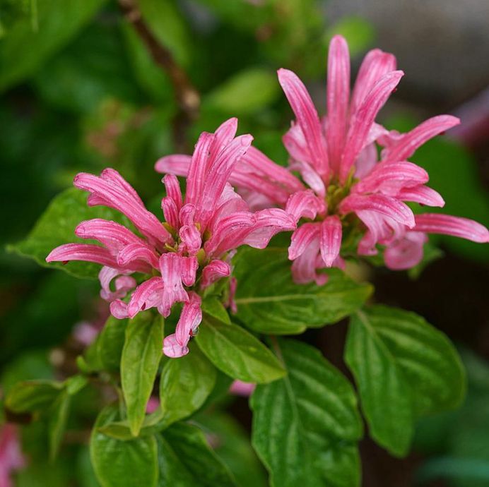 Jacobinia Flower Picture