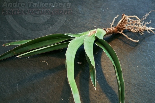 Sansevieria ES ES 22520, Bogenhanf, Specks Exotica #ansevieria #plant
