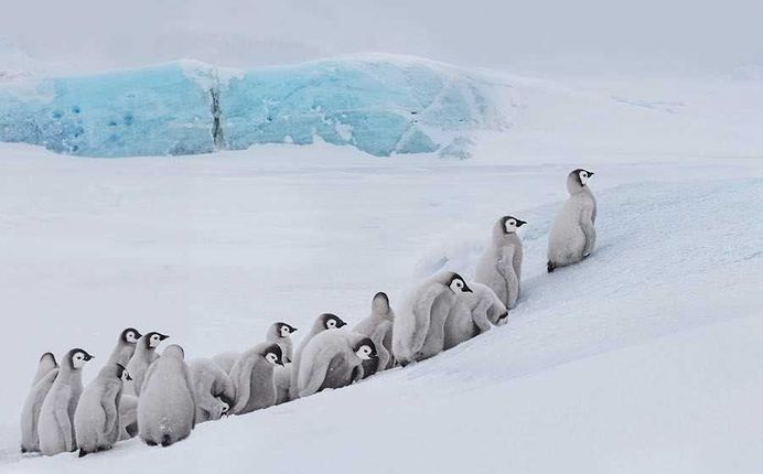 Franka Slothouber Captures The Emperor Penguin Colony in Antarctica