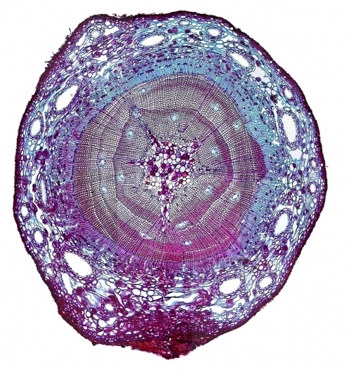 Delicious Dimension #generative #illustration #nature
