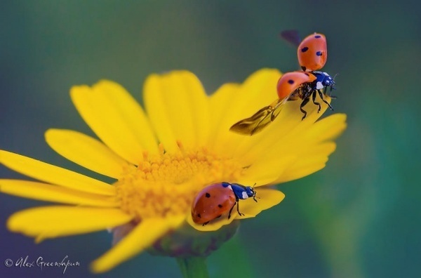Macro Photography by Alex Greenshpun #inspiration #photography #macro