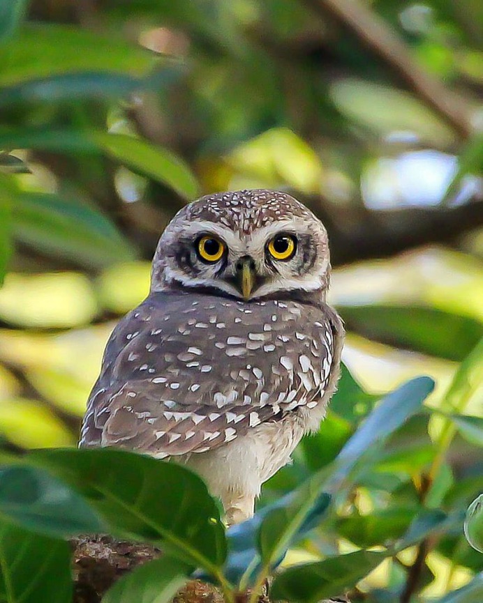 Birds of India: Beautiful Bird Photography by Raj Shelke