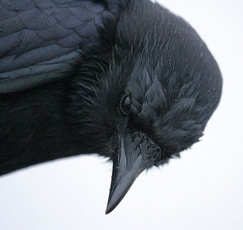 tumblr_lbxpdziYMy1qamm7n.jpg (500×472) #crow