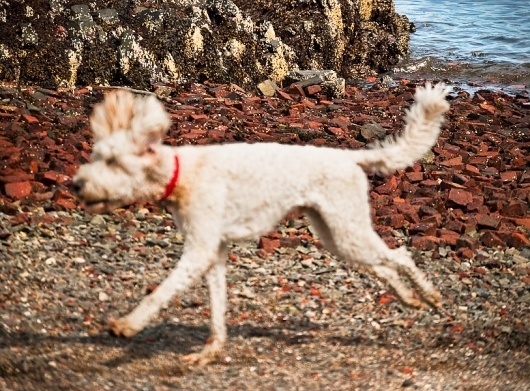 _=SHMU=_=Photography=__Location Photography #rabies #red #dog