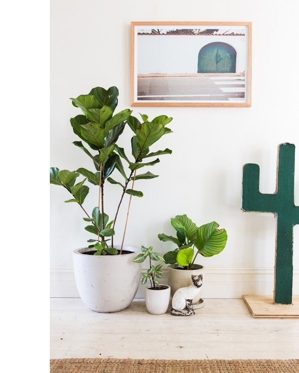 BRICK HOUSE #plants