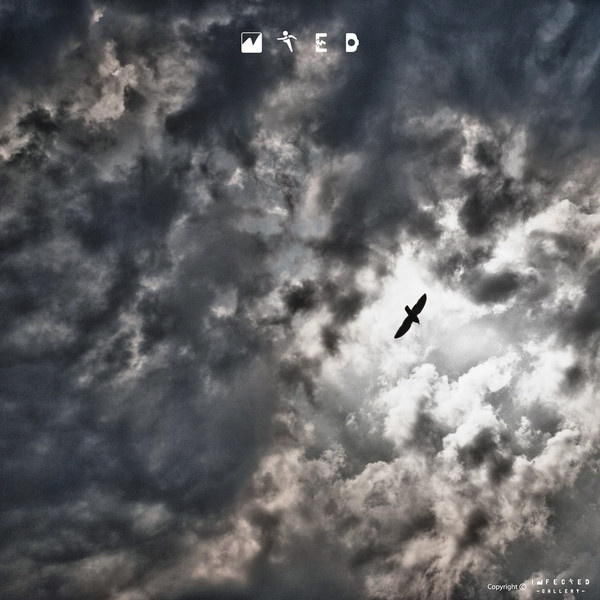 Freedom #clouds #gallery #angle #infected #bird #flying #nature #sunlight #cirrus #low