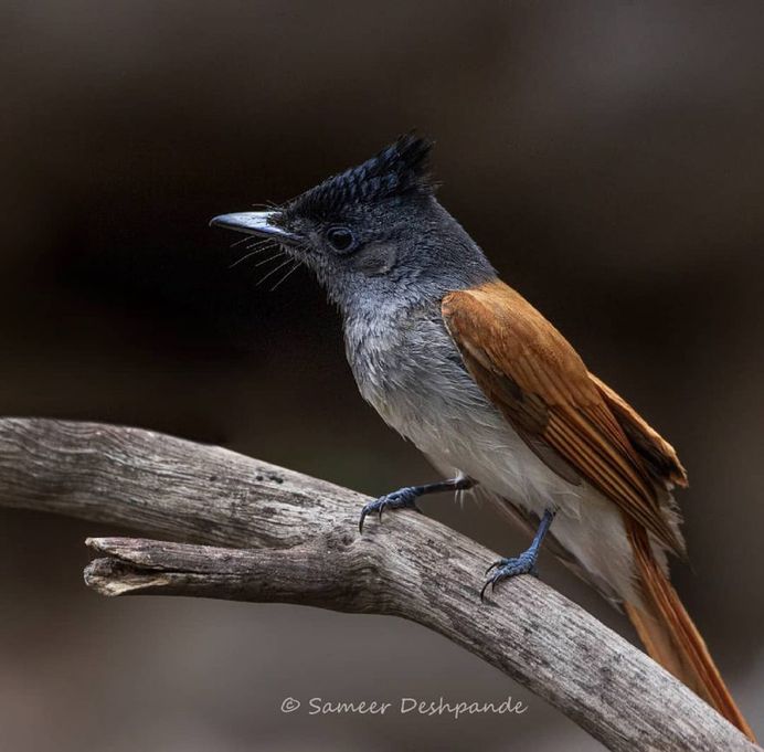 Beautiful Birds Photos of The World by Sameer Deshpande