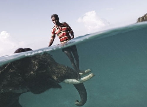 futuremilk #island #elephant