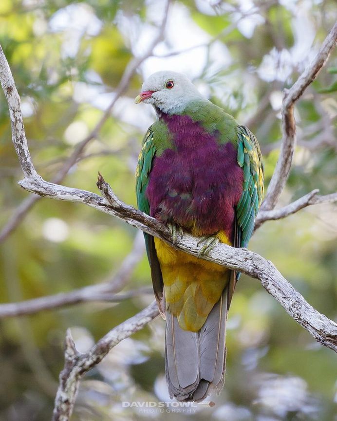 Breathtaking Wildlife Bird Photography by David Stowe
