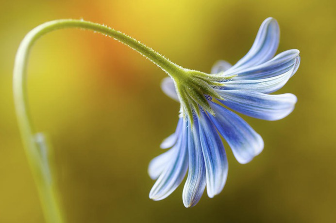 daisy painting & daisy paint by number #painting