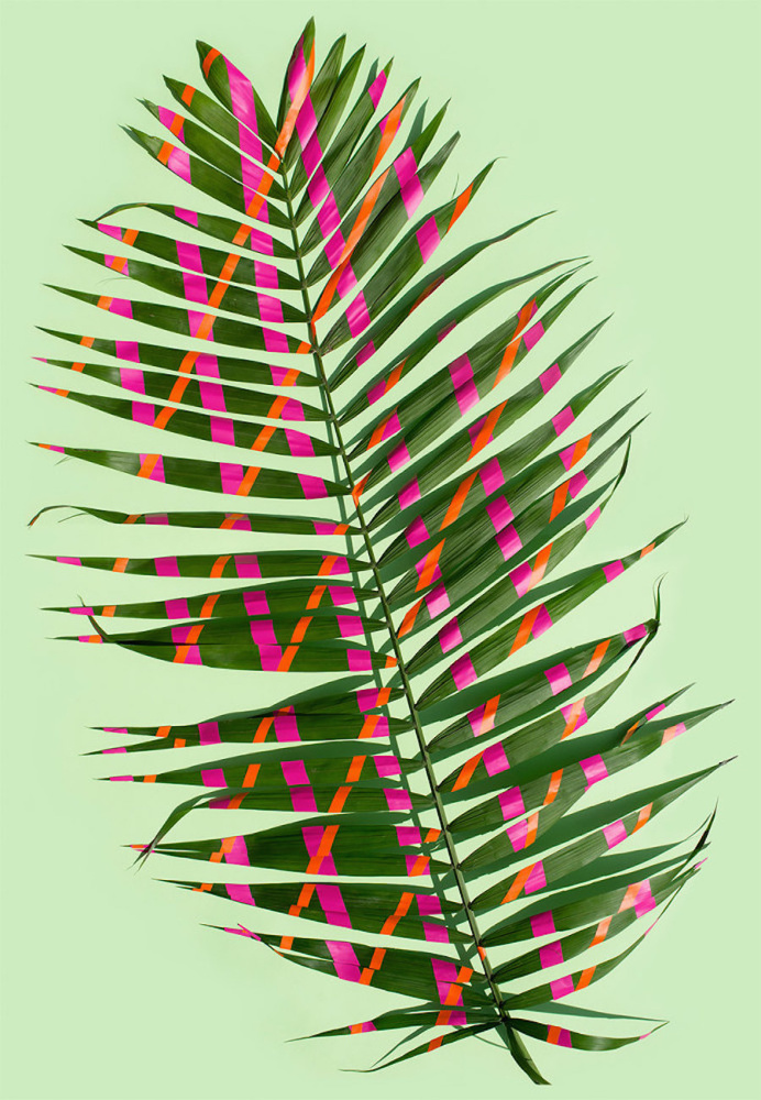 Wonderplants Art Project