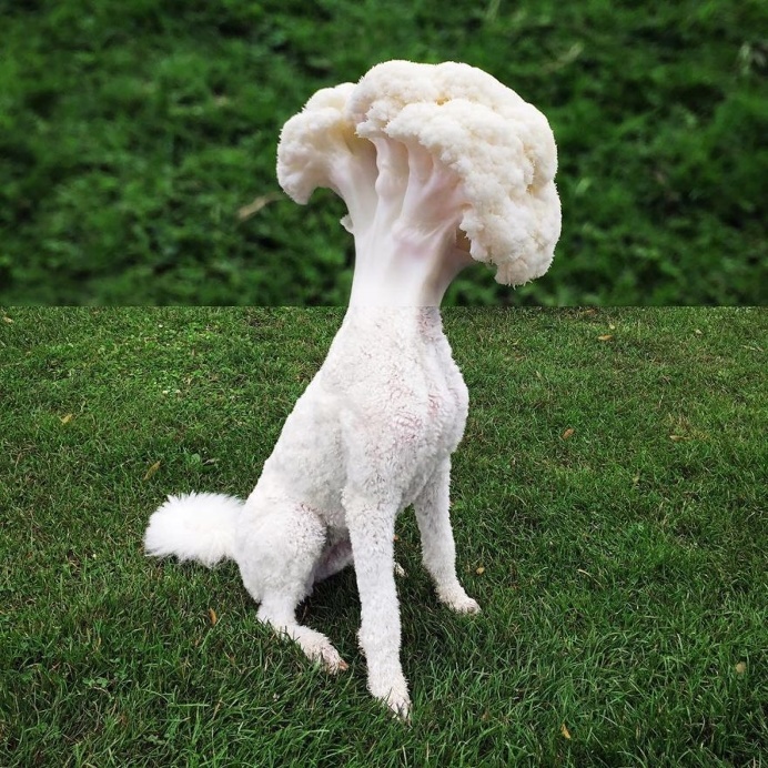 New Whimsical Combophotos by Instagram Star Stephen Mcmennamy