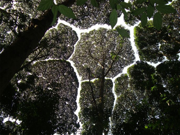 The Phenomenon Of “Crown Shyness” Where Trees Avoid Touching | Colossal