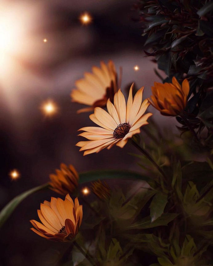 Fine Art Flowers Photography by Dina Telhami