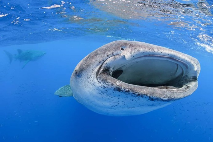 Majestic Underwater Shark Photos by Simon J Pierce