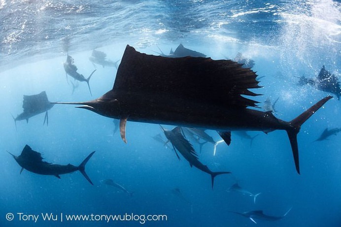 Absolutely Incredible Underwater Photography by Tony Wu