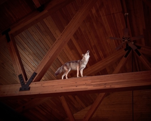 Jon Horvath | iGNANT #wild #home #wood #art #wolf