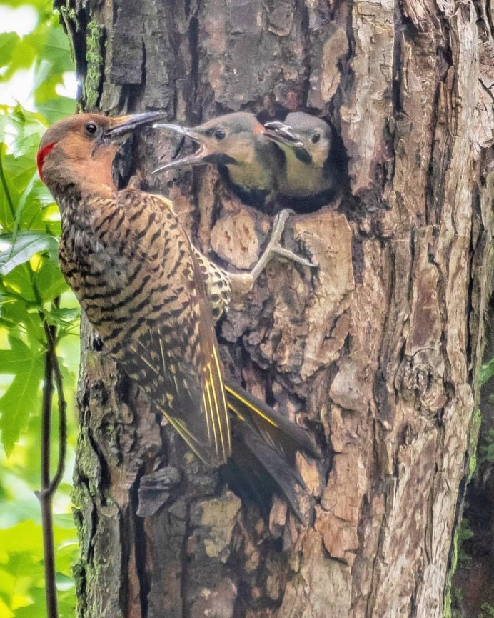 #birdwhisperer: Beautiful Birds Photography by Chris A. Fraley