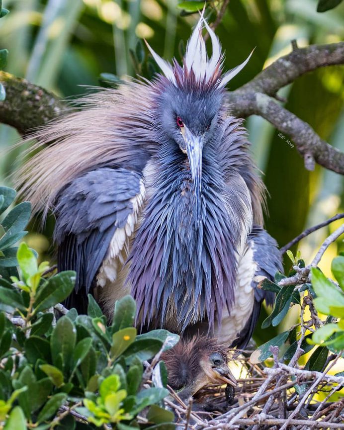 #your_best_birds: Creative Bird Photography by Bill Hoag