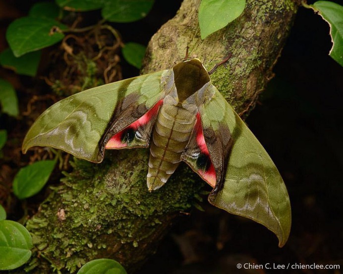 Wildlife Macro Photography in The Borneo Rainforest by Chien C. Lee