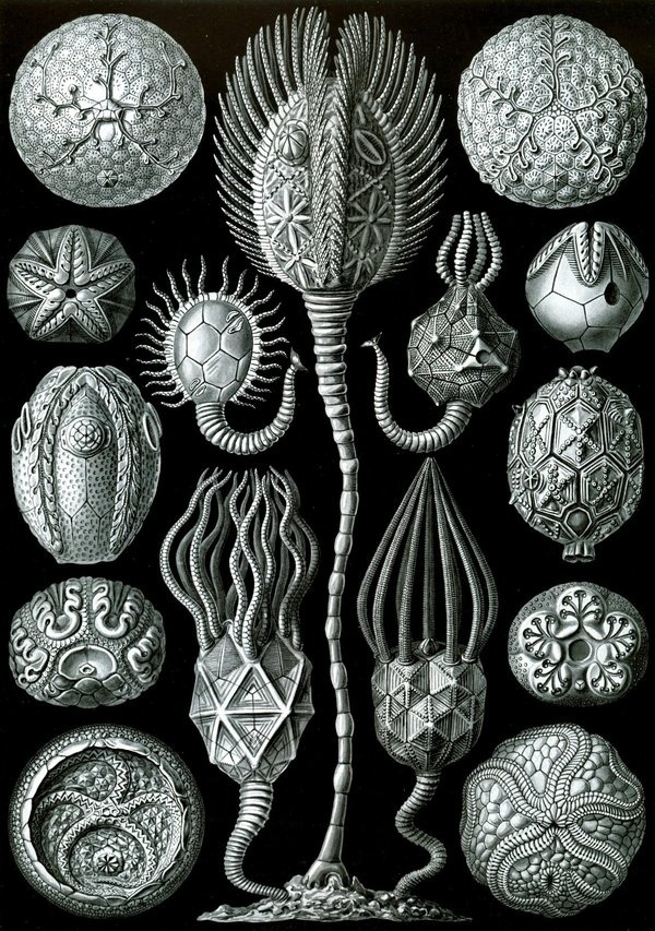 Microscopic – Rare Book 2 #vintage