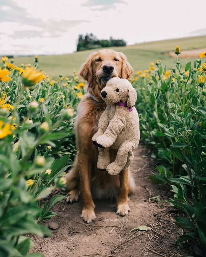 Find a friend to frolic through the fields with #gumbowithshrimp