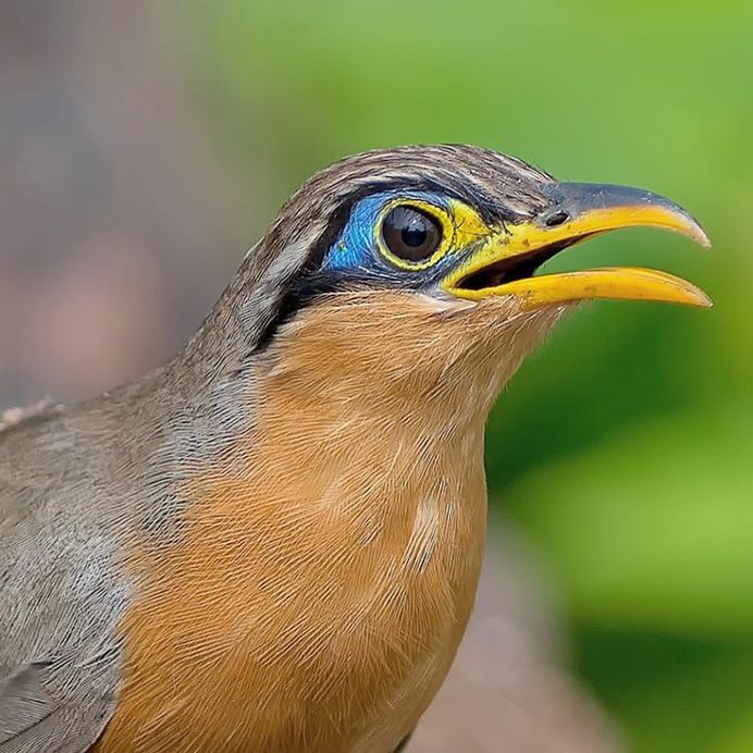 #your_best_birds: Fantastic Bird Photography by Abinash Dhal