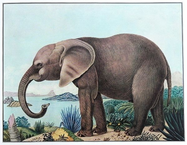 The Bestiarium of Aloys Zötl (1831 1887) | The Public Domain Review #elephant