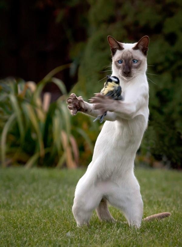 Animal Photography by Tamara Patrejeva #patrejeva #photography #animal #tamara