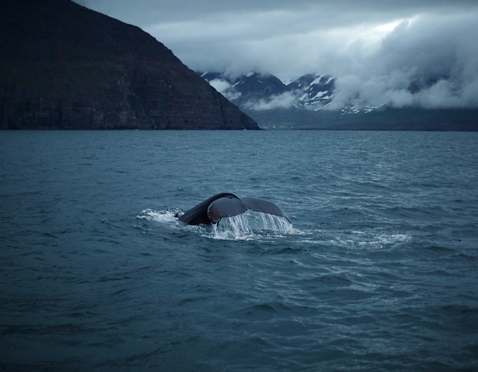 Untitled | Flickr - Photo Sharing! #whale #blue #cold #water