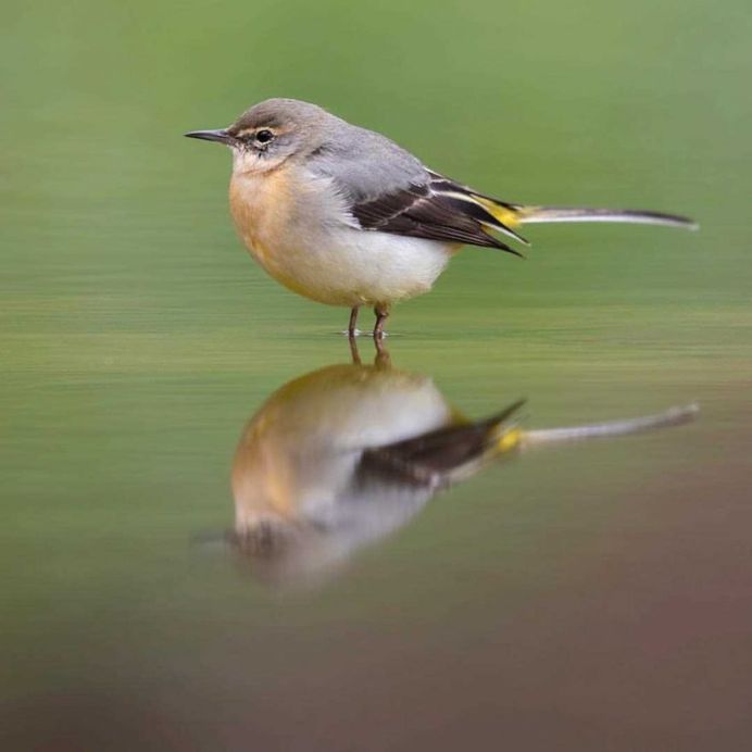 #planetbirds: Colorful Birds Photography by Rob van Mourick