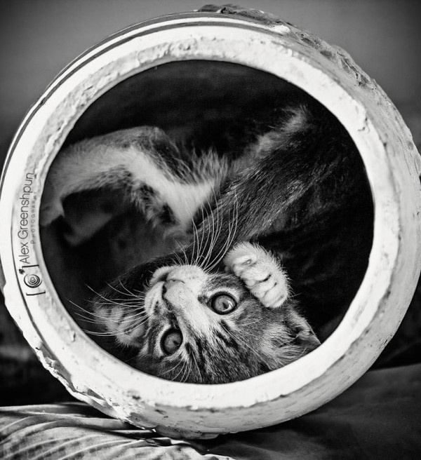 Animal Photography by Alex Greenshpun #inspiration #photography #animal