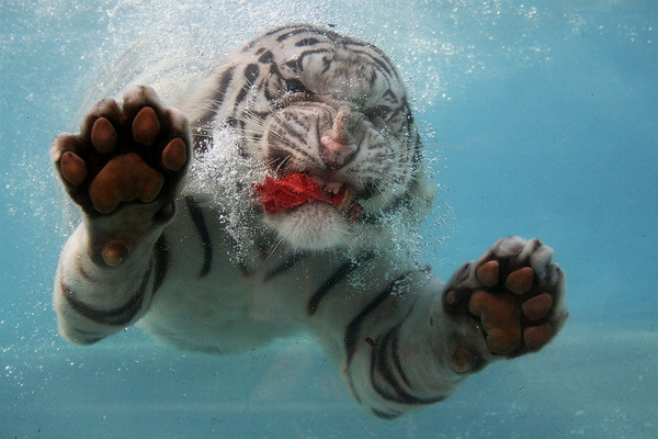 underwater white tiger #tiger #white #underwater