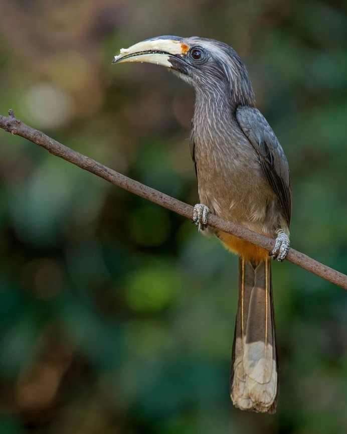 Birds of India: Majestic Birds Photography by Nitin A.Chavan