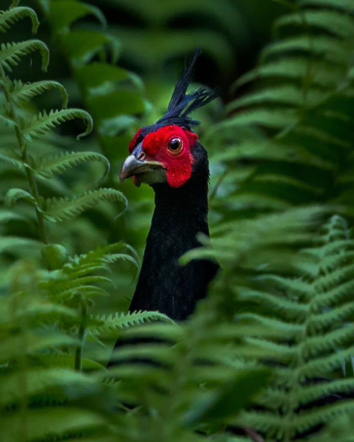 Kalij Pheasant - Manas, Assam, India