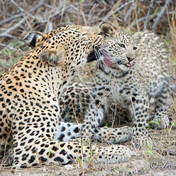 #cuteanimals: Wildlife Animal Portraits by Irene Nathanson