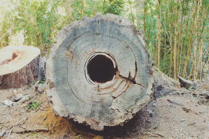 Tumblr #tree #photo #bariloche #nature #forest