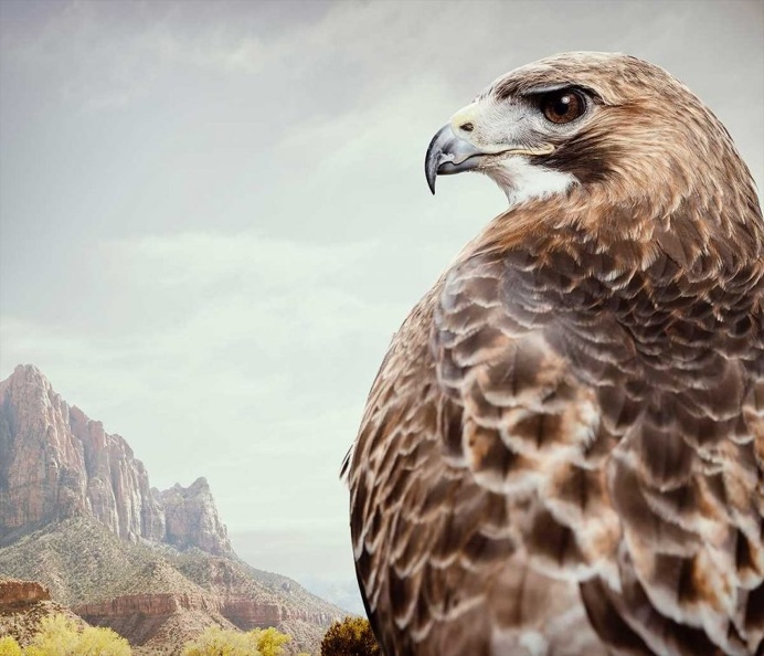 Birds of Prey: Fine Art Photography by Zack Seckler