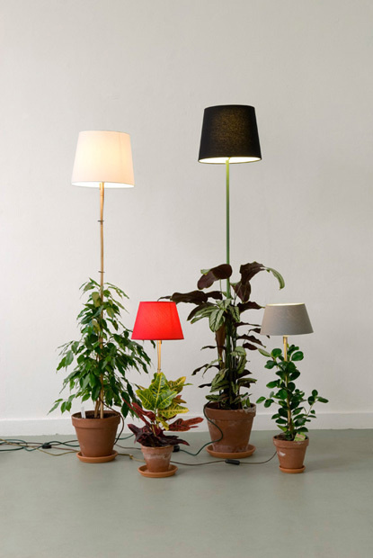 plant lamp 01 #photography #light #plant