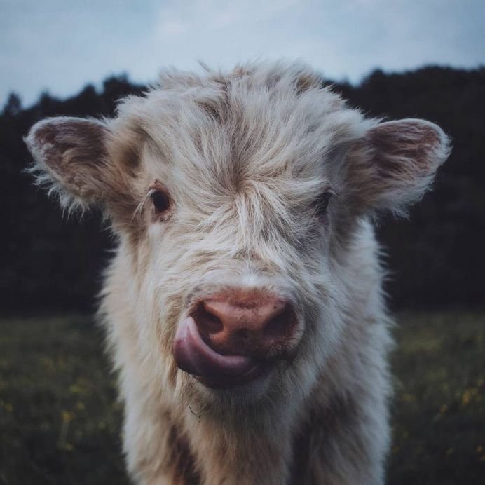 Dreamlike Animals Portrait Photography by Remo Jacobs