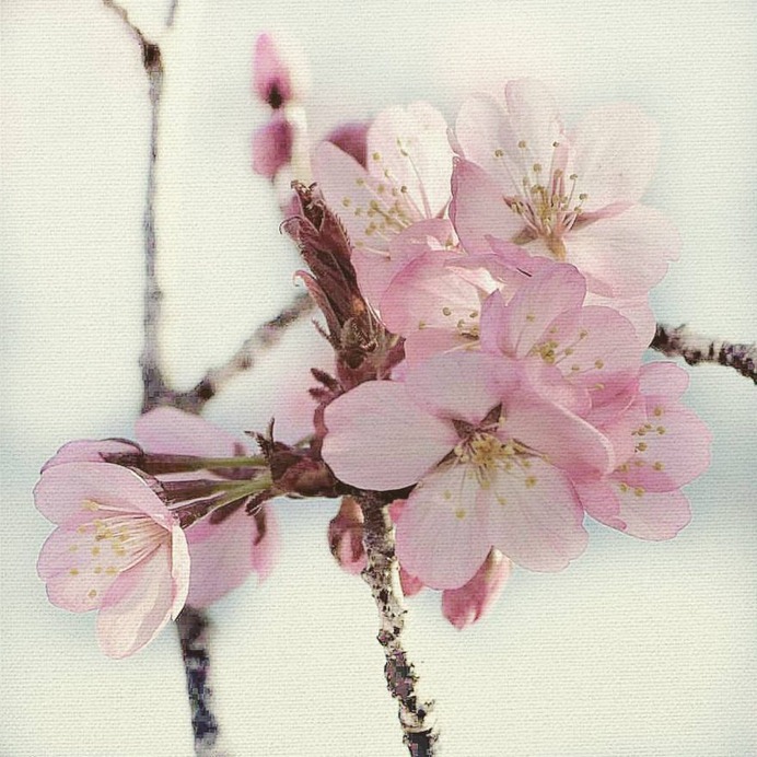 Stunning Macro Flowers Photography by Pia Lee