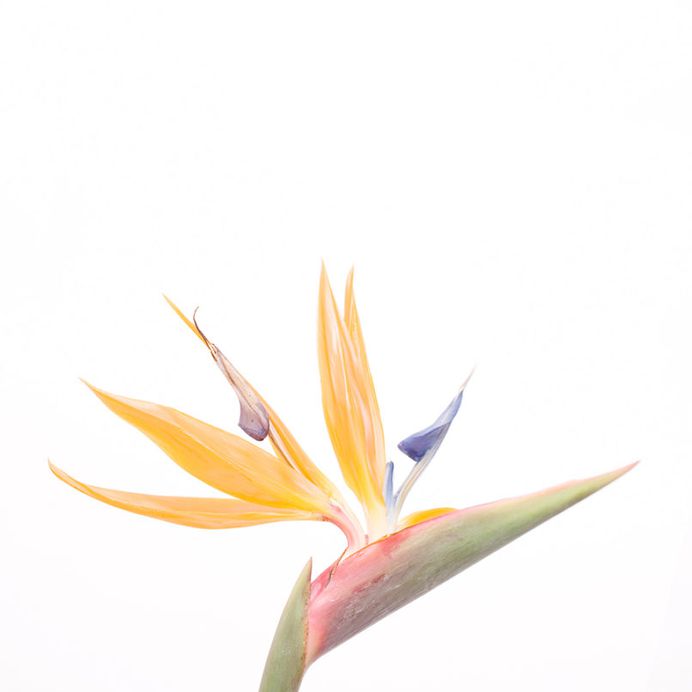 瞬 matataki – 近藤悟 / SATORU KONDO PHOTOGRAPHY