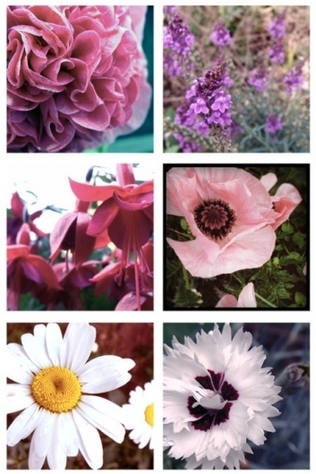 Tumblr #outdoor #photography #floral #flowers