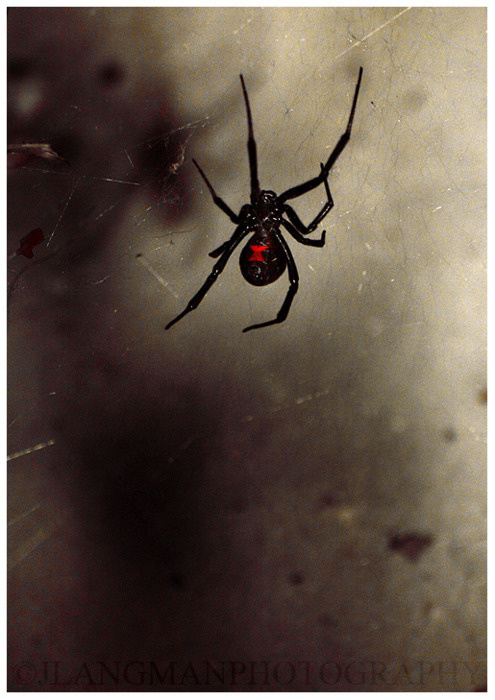 DETHJUNKIE* #widow #spider #black