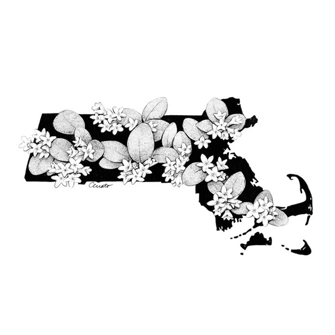 "Massachusetts In Bloom" by Chris Cerrato | http://www.cerratosaurus.com/